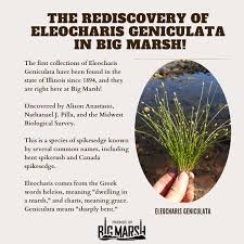 Image result for Eleocharis geniculata
