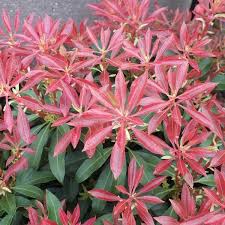 Image result for Pieris japonský obrázek