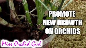 How To Promote New Growth On Orchids Getting Multiple Leads On Cattleya Orchids Cattleya Orchid Orchid Plants Orchids