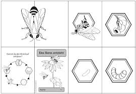 Ideenreise Mit Bildern Bienen Lebenszyklen Grundschule