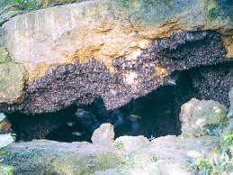 Monfort Bat Colony Is A Guinness Book Of World Records Holder For Having The Largest Number Of Fruit Ba Guinness Book Of World Records Hair Raising Philippines