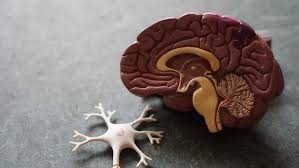 500 Brain Pictures Hd Download Free Images On Unsplash Looking for the best brain wallpaper hd? 500 brain pictures hd download