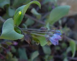 Mertensia species mertensia maritima name synonyms mertensia maritima f. Mertensia Maritima Seaside Bluebells Go Botany
