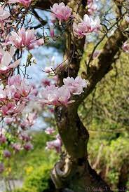 Pin By Carine Cattellion On Travle Flowering Trees Beautiful Flowers Magnolia Trees