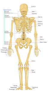 The coccyx consists of 3 or more small bones fused together at the bottom of the spine. File Human Skeleton Back En Svg Wikipedia