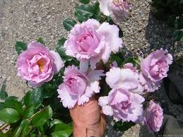 Howard, an acclaimed poet and one of the preeminent translators of our time, has excelled in bringing the english text as close as possib. La Rose Du Petit Prince Rose Photo Rose Photos Rose Flowers