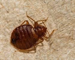 Image de Punaises de lit