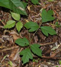 A collection of trending and classic boutique goods and gifts, home decor, and fresh floral. Poison Ivy Plant Identification Poison Ivy Control Of Michigan Birmingham Mi