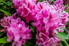 Image result for Rhododendron