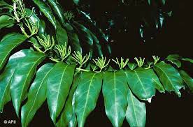 Image result for Aidia