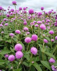Gomphrena Globe Amaranth Pink 30 Pkt Etsy In 2021 Globe Amaranth September Flowers Flower Farm