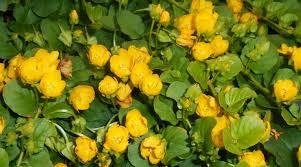 Part of the mint family, creeping charlie was brought to the u.s. How To Grow Creeping Jenny Gardening Channel