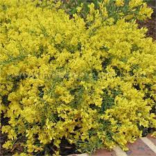 Genesta Or Yellow Broom Count Geoffrey Wore A Sprig Of This Flower In His Hat And Took On The Name Plantagenet Plant Gene Plants Yellow Plants Broom Plant