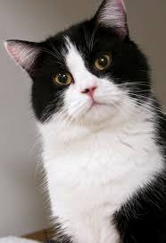 Levkonoe C Law Coppard Pretty Cats Beautiful Cats Cute Cats