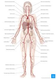 Descriptioncirculation diagram labeling the different types of blood vessels.png. Cardiovascular System Diagrams Quizzes Free Worksheets Kenhub
