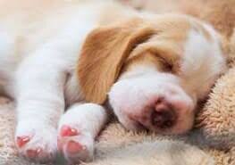 Services mill creek veterinary hospital takes pride in providing personalized pet care services. Pet Surgery Mill Creek Wa Animal Hospital At Murphy S Corner