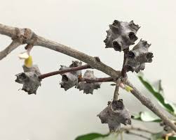 Image result for Syncarpia glomulifera