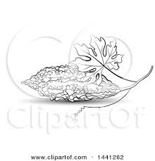 Clipart Of A Black And White Bitter Gourd Melon And Leaf Royalty Free Vector Illustration By Lal Perera 1441262 See more ideas about melon recipes, bitter melon, bitter melon recipes. bitter gourd melon