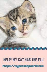 Pin On Cats Are Special