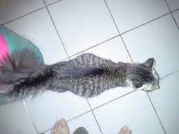 Air garam memang terkenal dapat membunuh kuman, virus dan. Skodeng Sana Sini Virus Fip Yang Bahaya Kepada Kucing