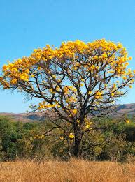 Image result for Handroanthus chrysotrichus