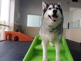 Monthly (5 or 10 day)card/packages and overnight stays: Best Dog Daycare Near Me Archives Tassieff