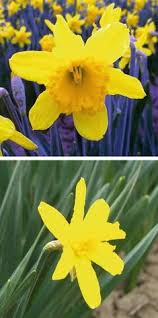 When the temperature drops around 40 to 50. Diseases Of Daffodil Narcissus Springerlink
