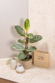 Image result for Ficus elastica