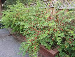 What are the best low growing bushes? A Radical Monday Morning Drought Tolerant Garden Shade Plants Nanking Cherry