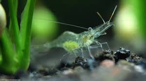 Ghost shrimp are among the easiest shrimp to care for, and they are quite the tidy crustaceans! Ghost Shrimp Care Food Lifespan Habitat Video
