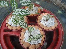 Fairy garden koi pond miniature with artificial water, cat kitty, fairy garden accessories miniature fish, stone look, mini garden supply thelittlehedgerow 5 out of 5 stars (28,406) Ku Ne House Mini Garden Home Facebook