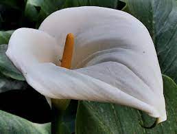 Zantedeschia Aethiopica Zantedeschia Aethiopica Zantedeschia Arum Lily