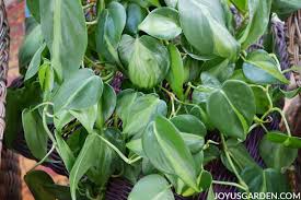 Collectors version of philodendron brazil. Philodendron Brasil Care An Easy Trailing Houseplant
