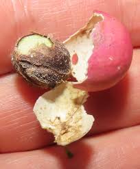 Image result for Haplocoelum