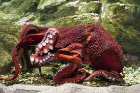 Rain Giant Pacific Octopus Male Giant Pacific Octopus Octopus Baby Wild Animals
