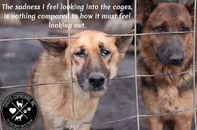 From puppies to seniors, we help dogs of all life stages put their best paw forward with positive dog training classes. Pets For Adoption At Coco S Cupboard In Peachtree City Ga Petfinder