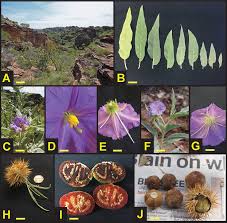 Image result for Solanum sp. A