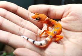 Black And White Leopard Gecko Drawing White Yellow Leopard Geckos Leopard Gecko Leopard Gecko Cute Gecko