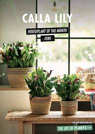 It's a mixture of organic materials that are designed specifically for growing plants in containers. Calla June 2020 Houseplant Of The Month Laidback Gardener