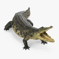 Crocodile Attacks 3d Model Ad Crocodile Attacks Model Crocodile 3d Model Real Model