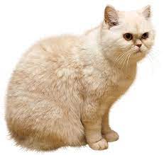 White Cat Png Picture Katt