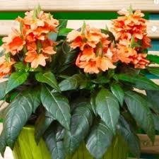 Image result for Crossandra pyrophila