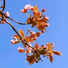 Gaupeler Kulturgarten Frohe Ostern Es Ist Ostern Wir Feiern Ein Fest Ostern Ist Eines Dieser Jahreskreisfeste An Dem Wir Uns Gerne Daran Erinner In 2020 Plants