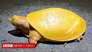 hindistan da nadir bulunan sari kaplumbaga koruma altina alindi hayvanlar hayvan kaplumbaga