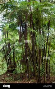 Image result for Cyathea manniana