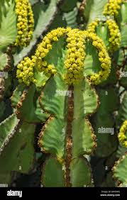 Image result for Euphorbia candelabrum
