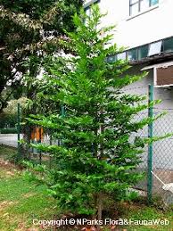 Image result for Suregada