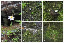 Image result for Utricularia striatula