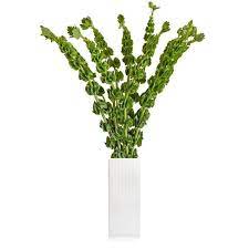 Bells Of Ireland Ebloomsdirect Where To Buy Bulk Flowers Online For Your Wedding Roses Promo Flowe Bulk Flowers Online Flowers For You Flowers Delivered