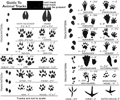 Snow Tracks Animal Tracks In Snow Animal Tracks Animal Footprints